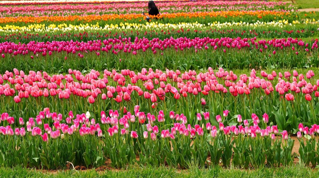 View of a colorful tulip field with flowers in bloom in Cream Ridge, Upper Freehold, New Jersey, United States