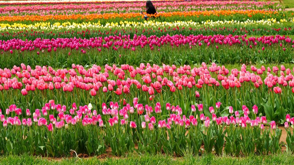 A tulip field with rows of pink and orange flowers.
