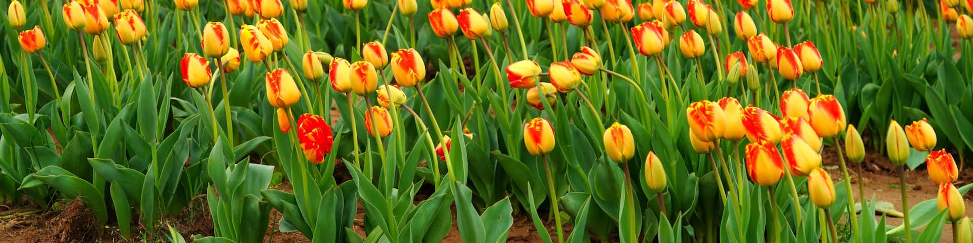 View of a colorful tulip field with flowers in bloom in Cream Ridge, Upper Freehold, New Jersey, United States