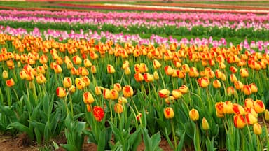 View of a colorful tulip field with flowers in bloom in Cream Ridge, Upper Freehold, New Jersey, United States