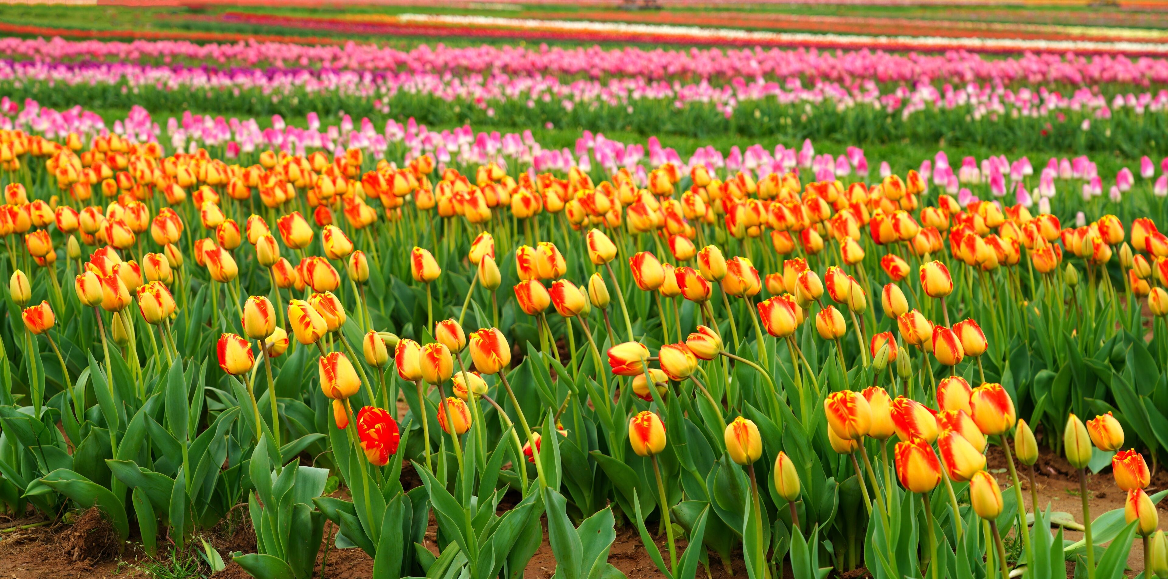 A tulip field with rows of yellow and red tulips.