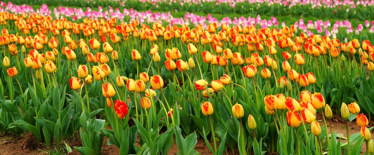 A tulip field with rows of yellow and red tulips.