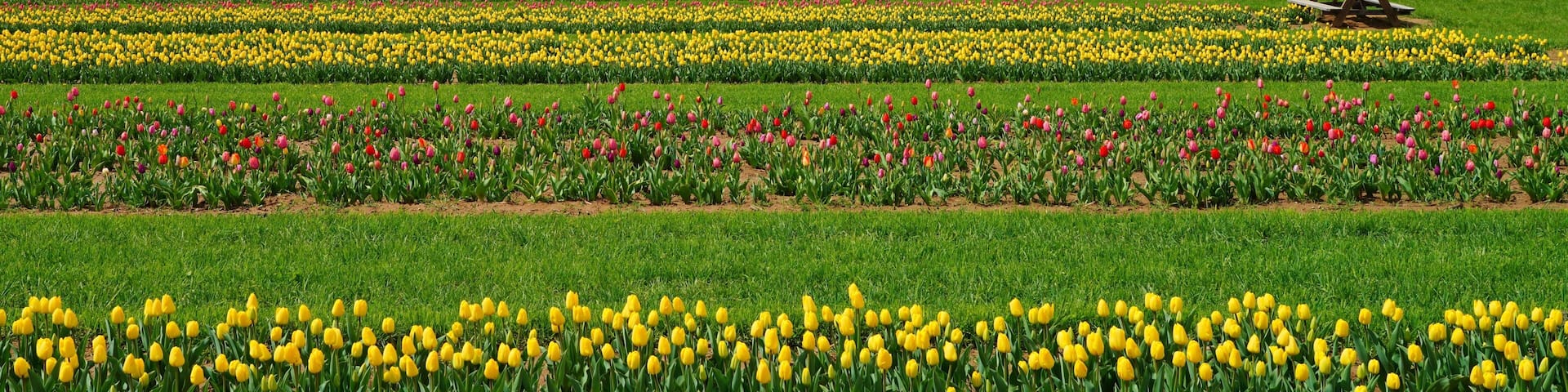 A tulip field with rows of yellow and pink tulips under a cloudy sky.