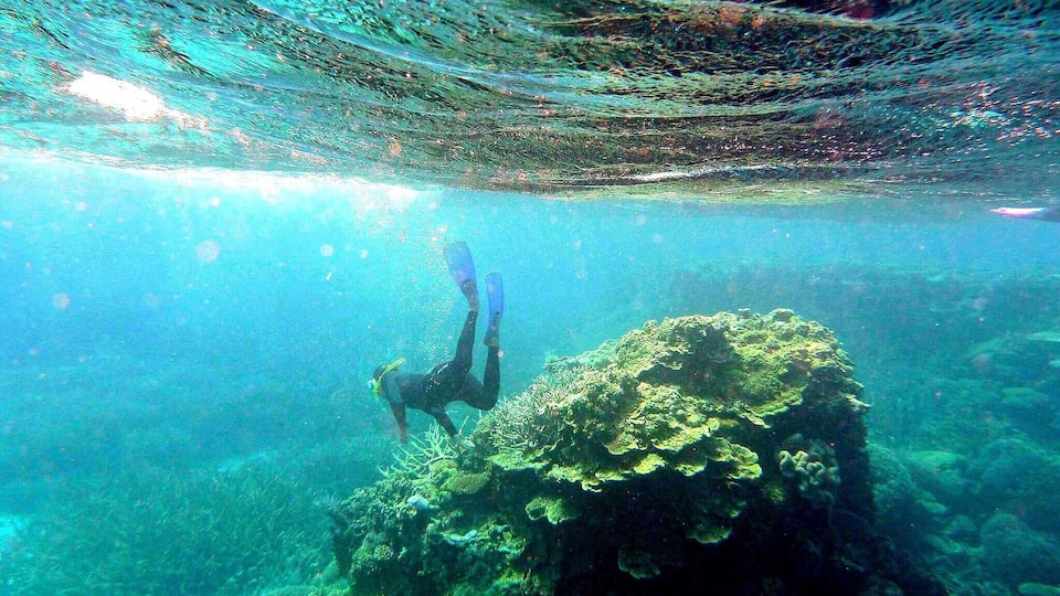 Snorkeling in down under
#travel #australia #reef #what's hot