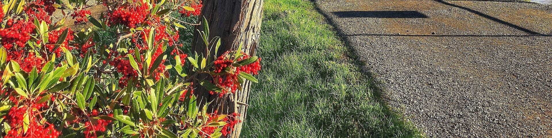 A riverside path with trees and red berries.