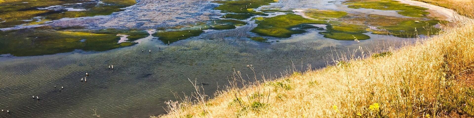 Una planicie salina con algas verdes y un río.