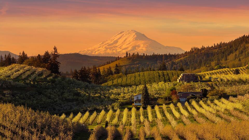 A vineyard with rows of grapevines, a house, and a mountain in the background.