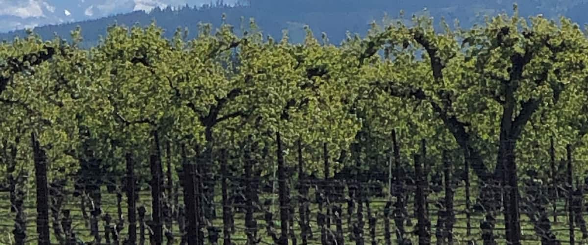 A snow-capped mountain with a clear sky and a vineyard in the foreground.