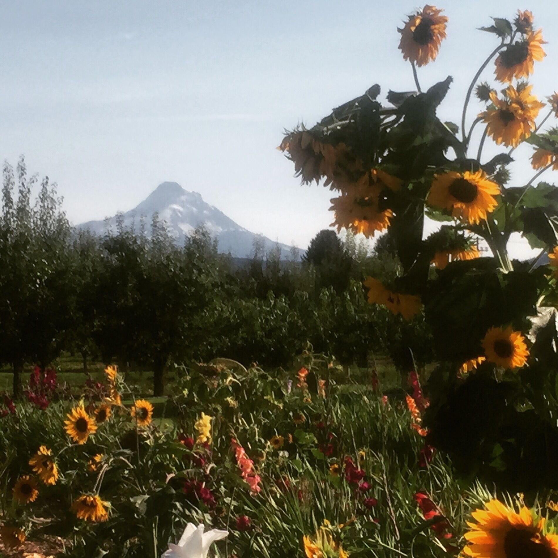 View of Mount Hood from the "fruit loop" of farms and vineyards. 