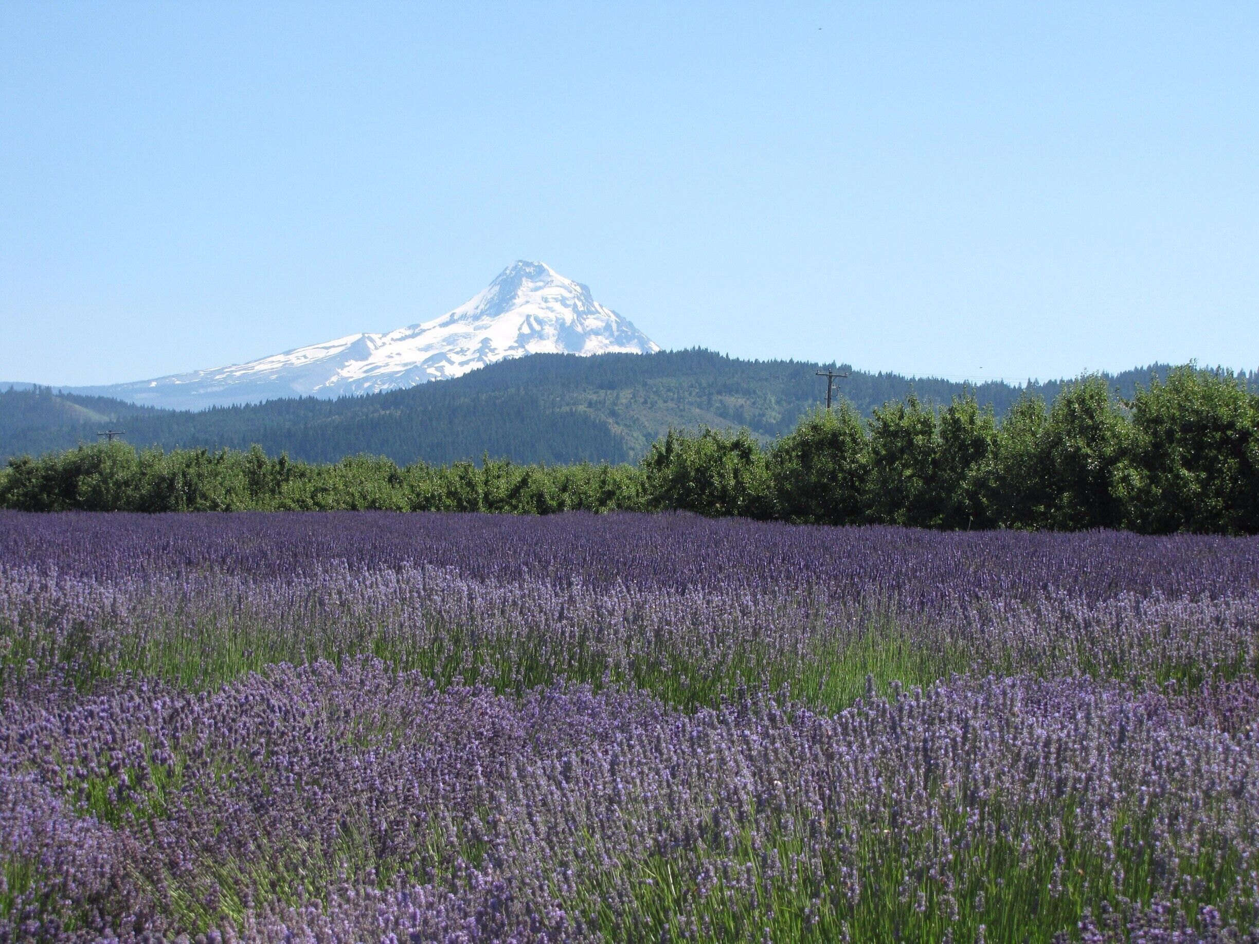 A lavender field with a mountain in the background.