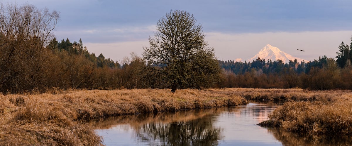 A river with a tree in the foreground, a mountain in the background, and a bird flying.