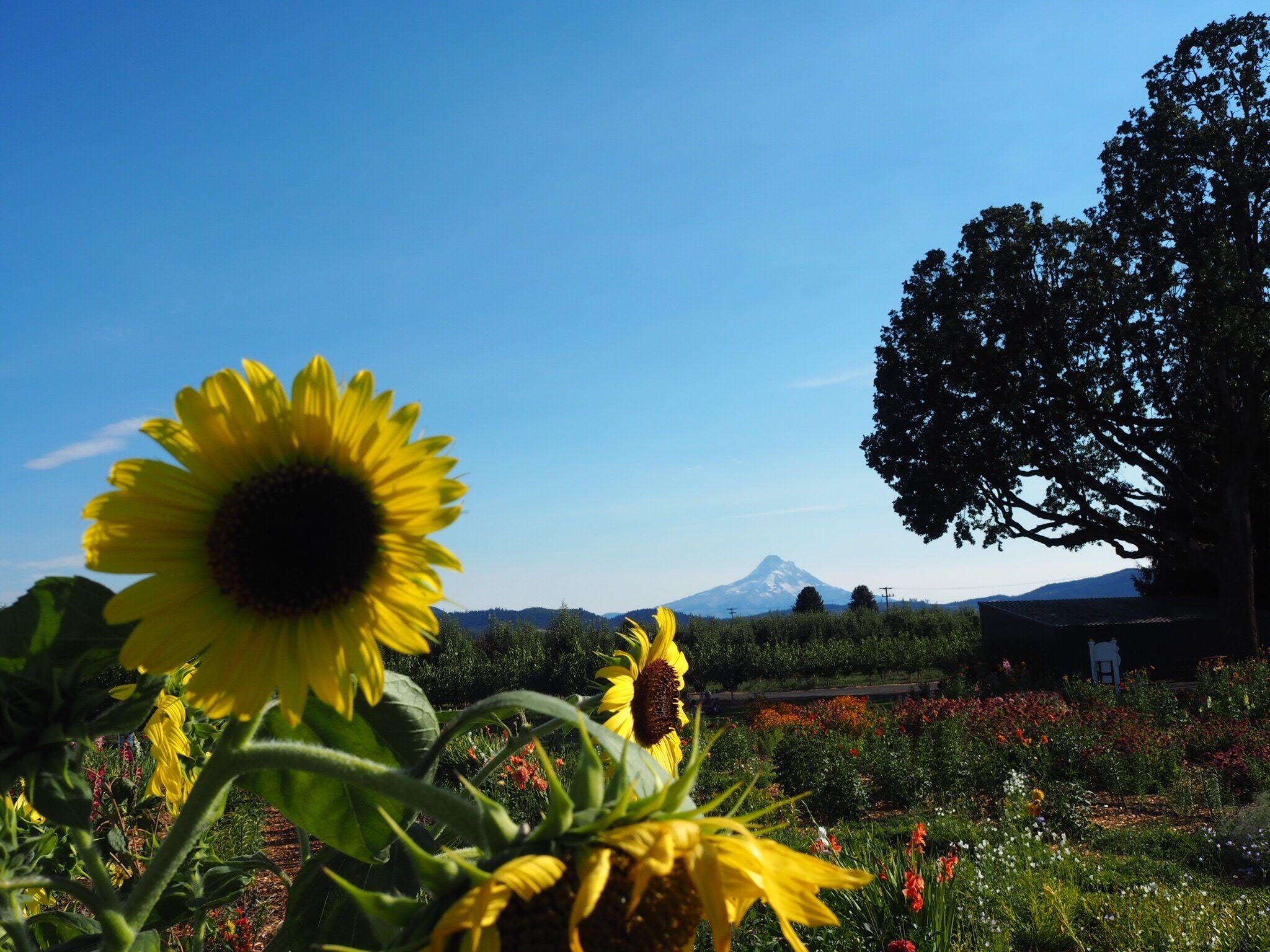 Best place on the "fruit loop"--wine, cider, and beer tasting, pick your own flowers and fruit, and a beautiful view. Lemon pear cider was so refreshing!