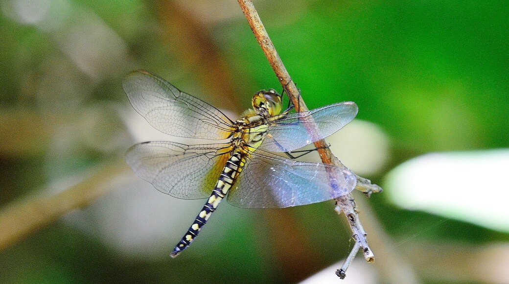 I used to go here, not regularly enough but certainly on occasions. It's a botanical oasis well worth having a look at if you're into nature and highlights the lack of quality gardens elsewhere on the North Coast.
There are many bird species here as well as plants and another favourite of mine, the dragonfly, in this case a Water Prince, something I didn't find out until minutes before I put this up. It had sat forgotten in my files for years until I unearthed it looking for something else. #Nature