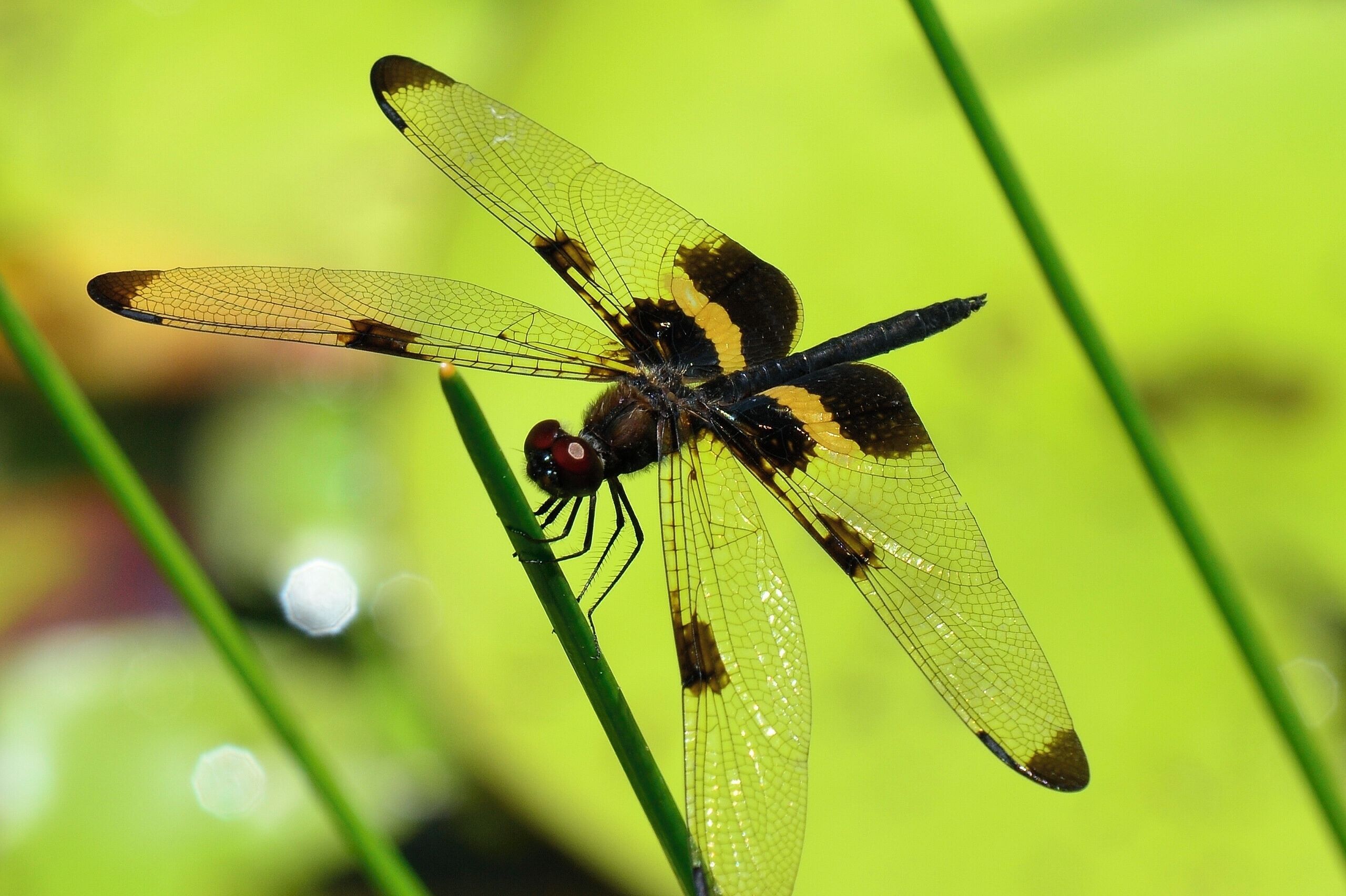 This is a great place to spend an hour or more.  It's a lovely garden with a nice balance of varying habitats and vegetation.  As a nature photographer I find much of interest there, including this yellow-striped flutterer, one of several types of dragonflies on the property.
Best of all - it's free!  But donations are welcome.