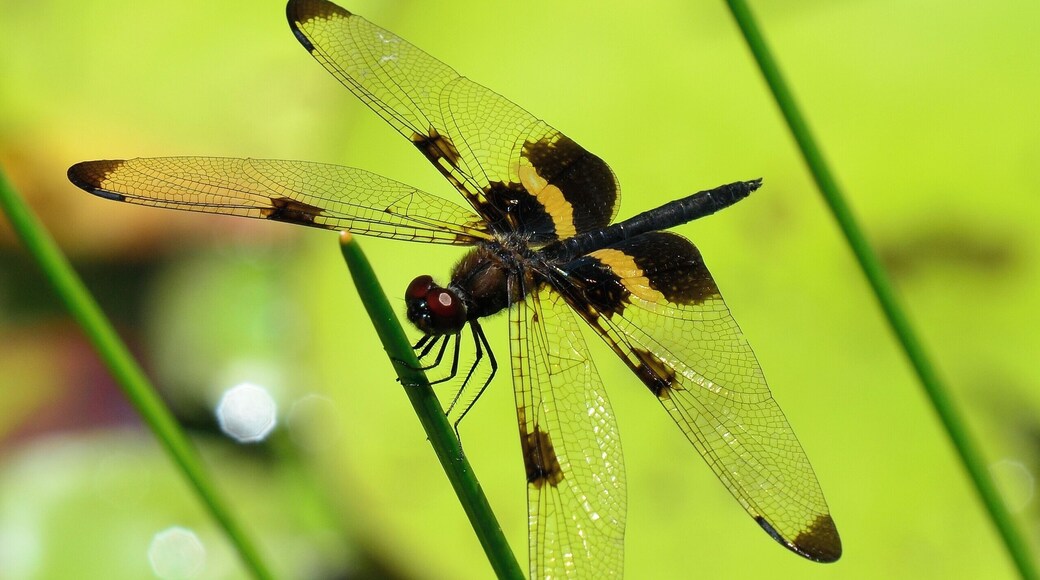This is a great place to spend an hour or more. It's a lovely garden with a nice balance of varying habitats and vegetation. As a nature photographer I find much of interest there, including this yellow-striped flutterer, one of several types of dragonflies on the property.
Best of all - it's free! But donations are welcome.