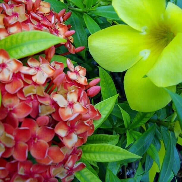 #flower  #flowers  #tropicalplant    #VirginIslands  #beautiful  #nature