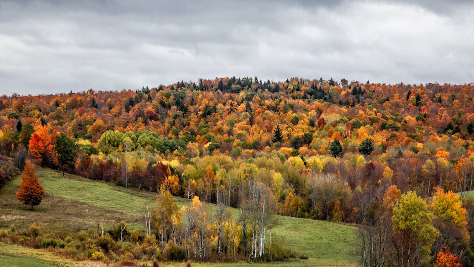 A hillside covered with autumn foliage, a grassy foreground, and a cloudy sky.