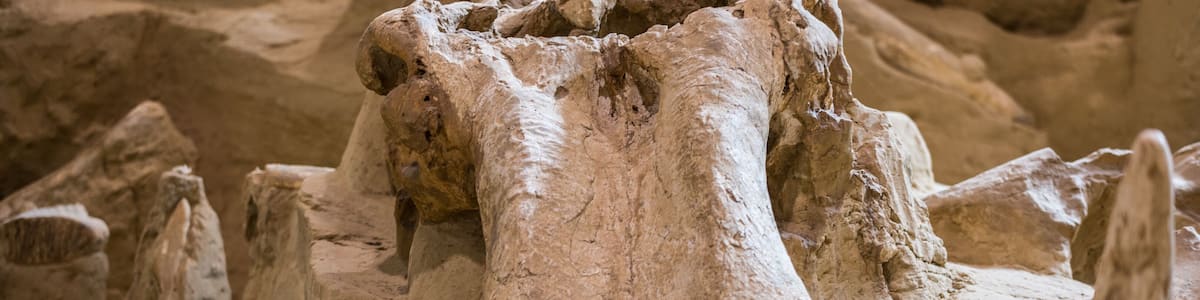 A large, weathered fossilized skull with prominent tusks, surrounded by rocky terrain.