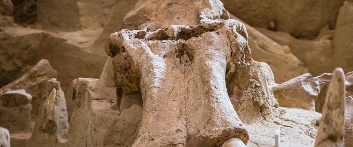 Mammoth Site