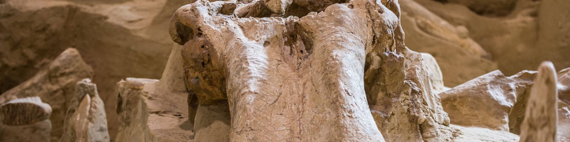 Mammoth Site