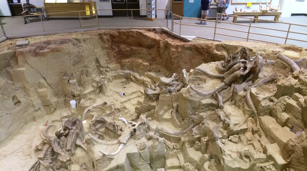 This place is legit! Very scientific. Actual working site for the past 40 years and probably has 100 more to go at this rate! It was a sinkhole where mammoths fell in and couldn't get out. Tons of bones!