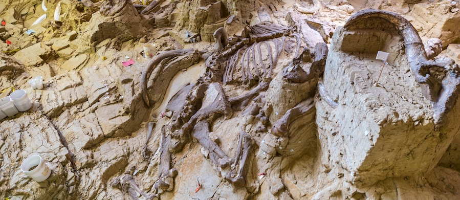 Mammoth Site