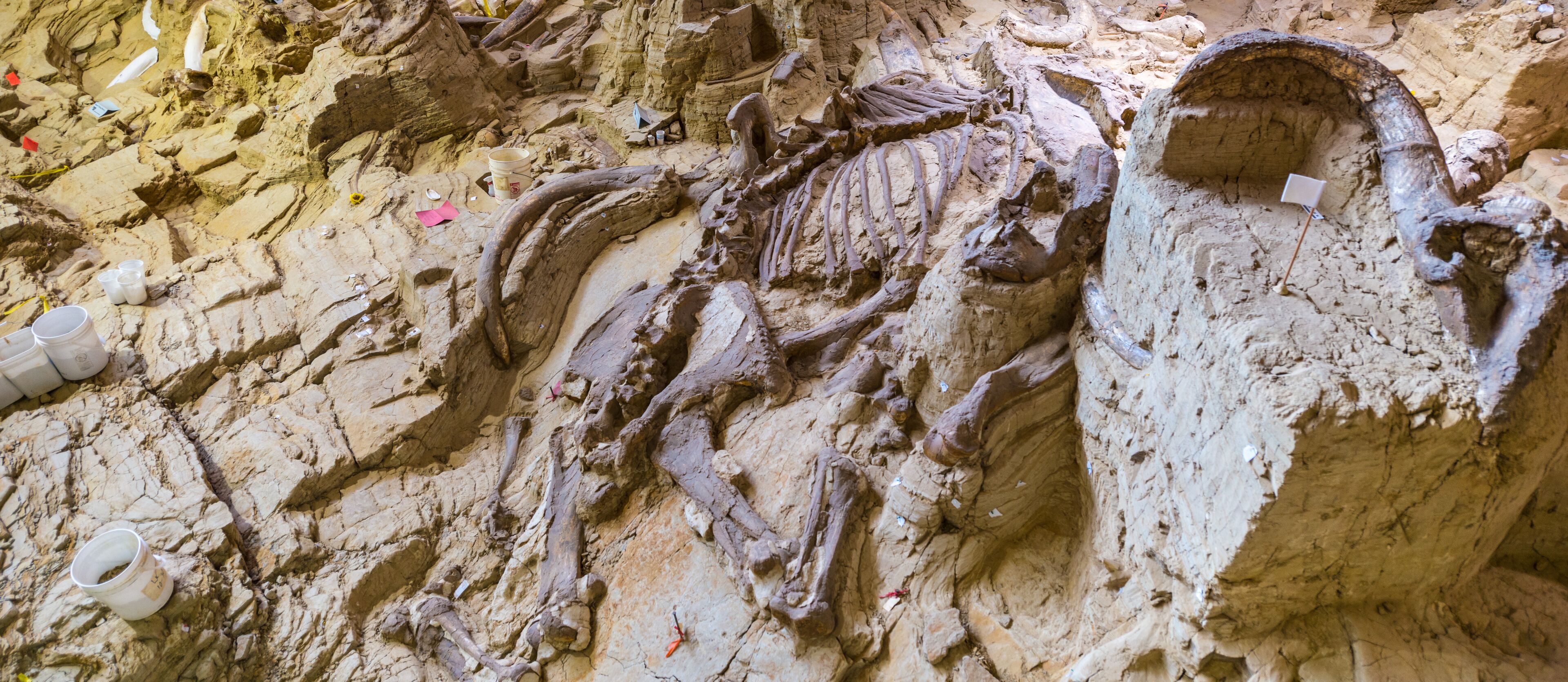A fossilized skeleton embedded in rock.