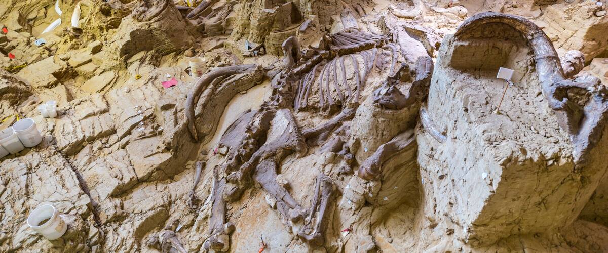 A fossilized skeleton embedded in rock.