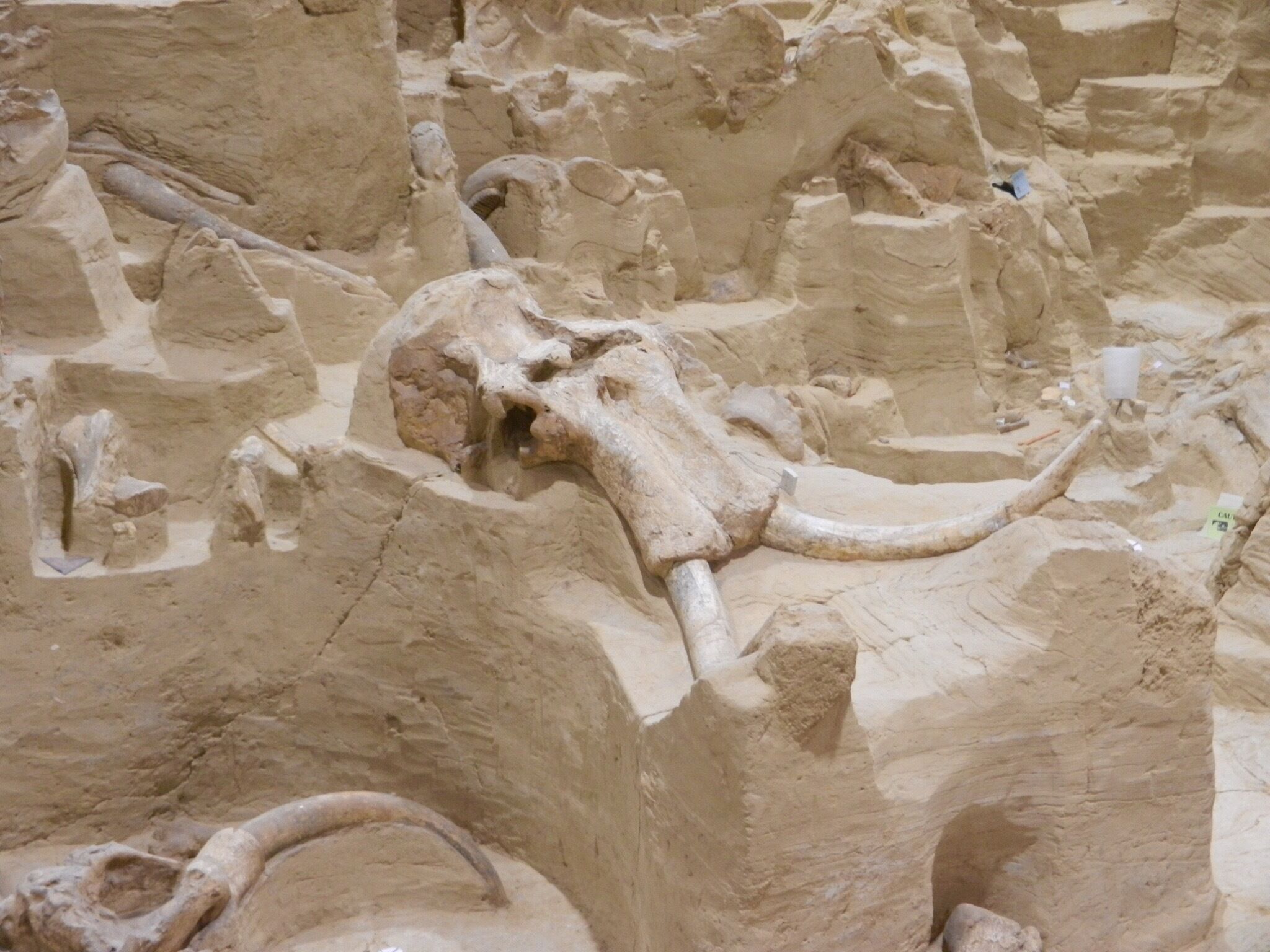 Incredible how many mammoth fossils are in this one small area at the Mammoth site in South Dakota. The shape of most of the fossils is remarkable.