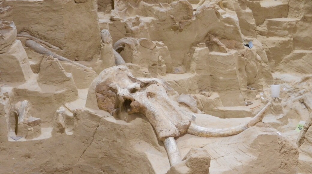Incredible how many mammoth fossils are in this one small area at the Mammoth site in South Dakota. The shape of most of the fossils is remarkable.