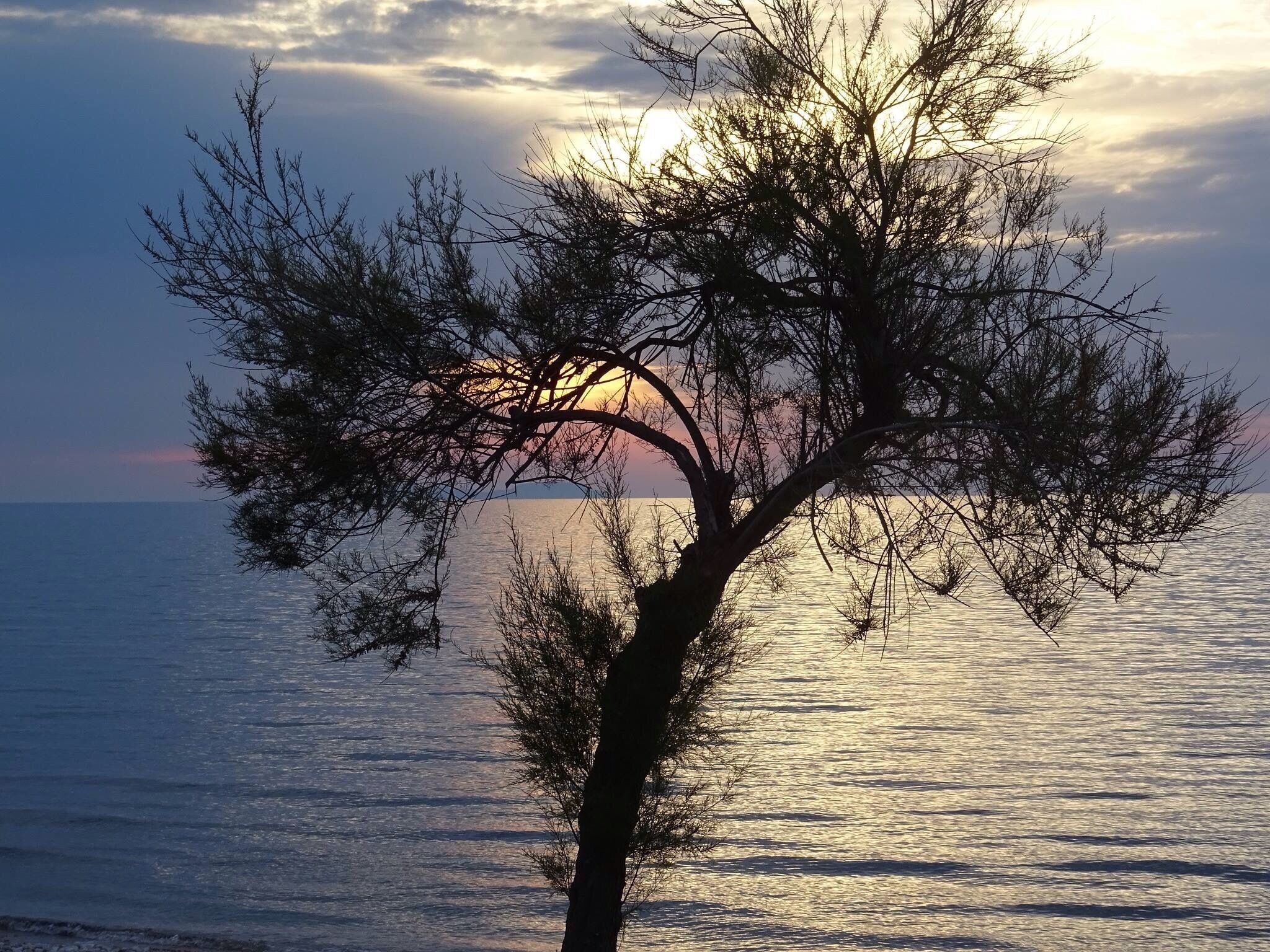 Tree at Sunset