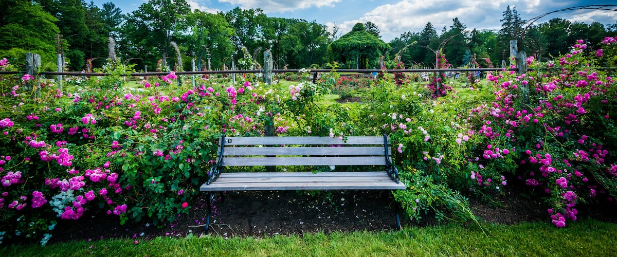 Un parque con un banco de madera rodeado de flores rosas vibrantes y árboles verdes exuberantes bajo un cielo parcialmente nublado.