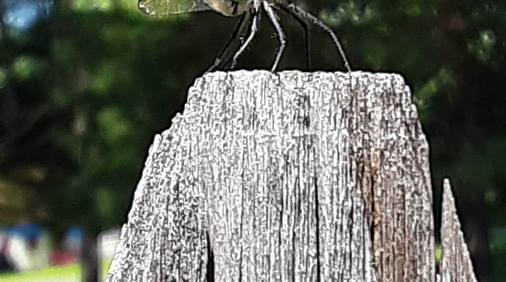 This beauty and friends greet me every time I leave my yard