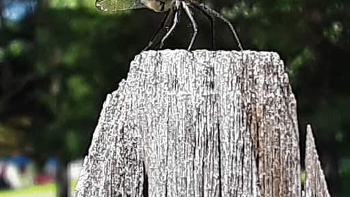 This beauty and friends greet me every time I leave my yard