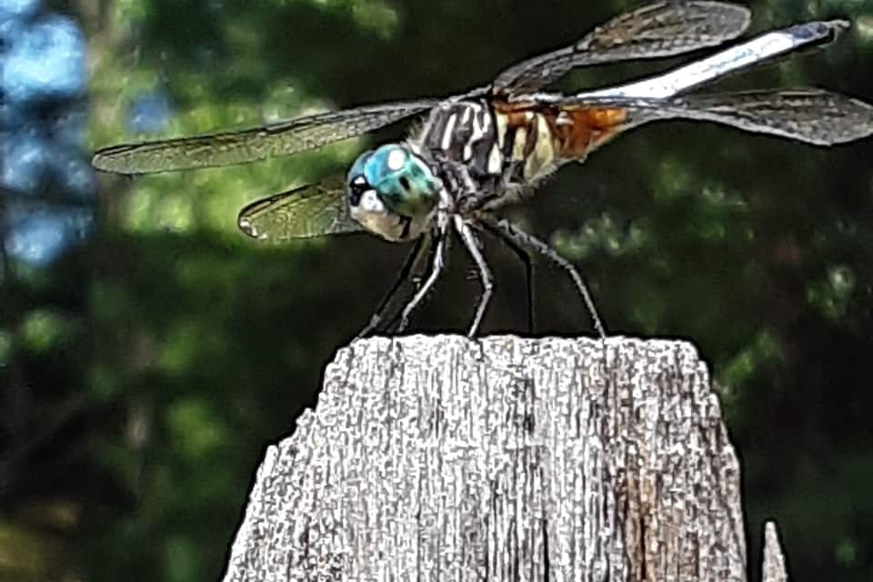 A dragonfly perched on a wooden post.