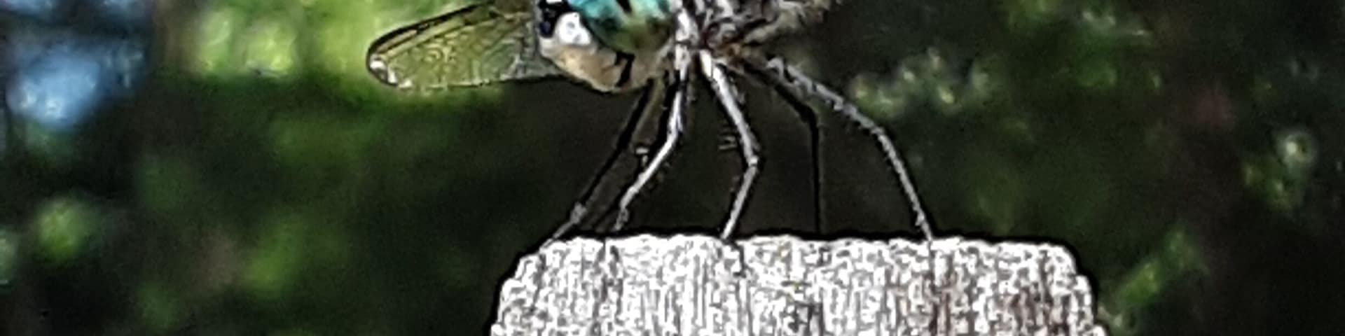 This beauty and friends greet me every time I leave my yard