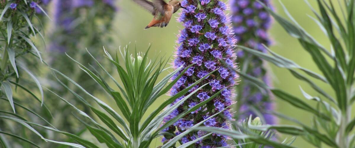 Took some patience, but finally captured this little guy in the garden behind the library.