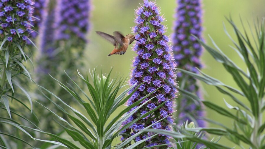 Took some patience, but finally captured this little guy in the garden behind the library.