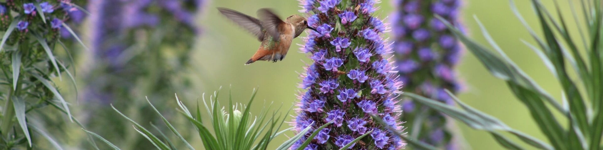 Took some patience, but finally captured this little guy in the garden behind the library.