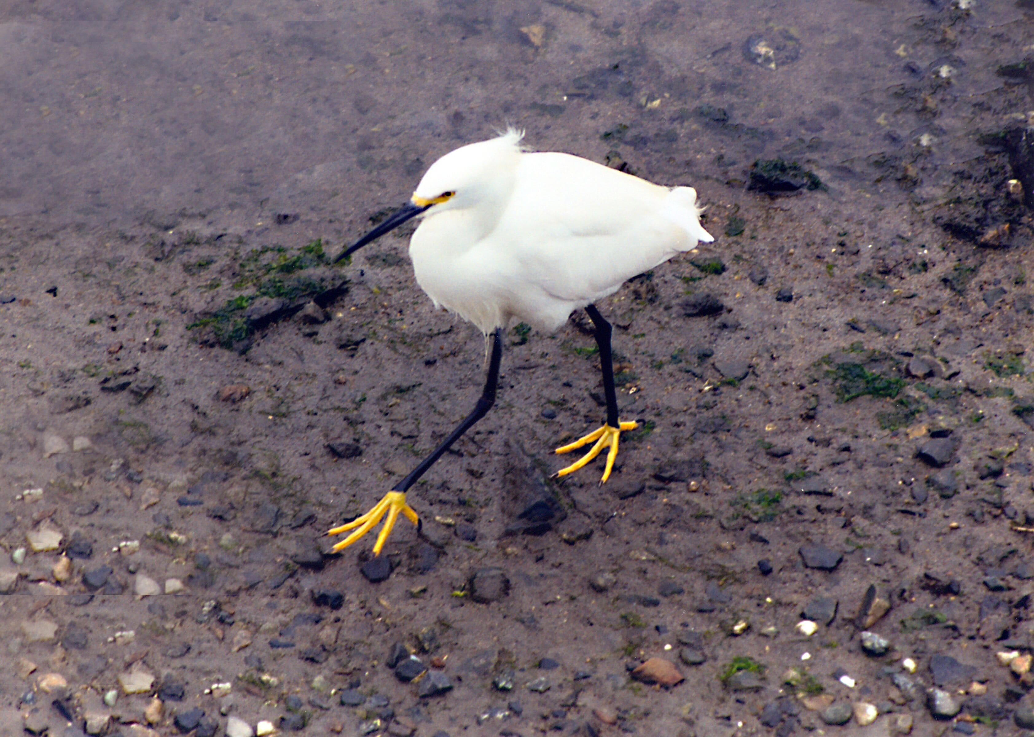 Snowy Egret has those fancy yellow feet and a small patch of yellow skin at the base of its bill. #OnTheRoad