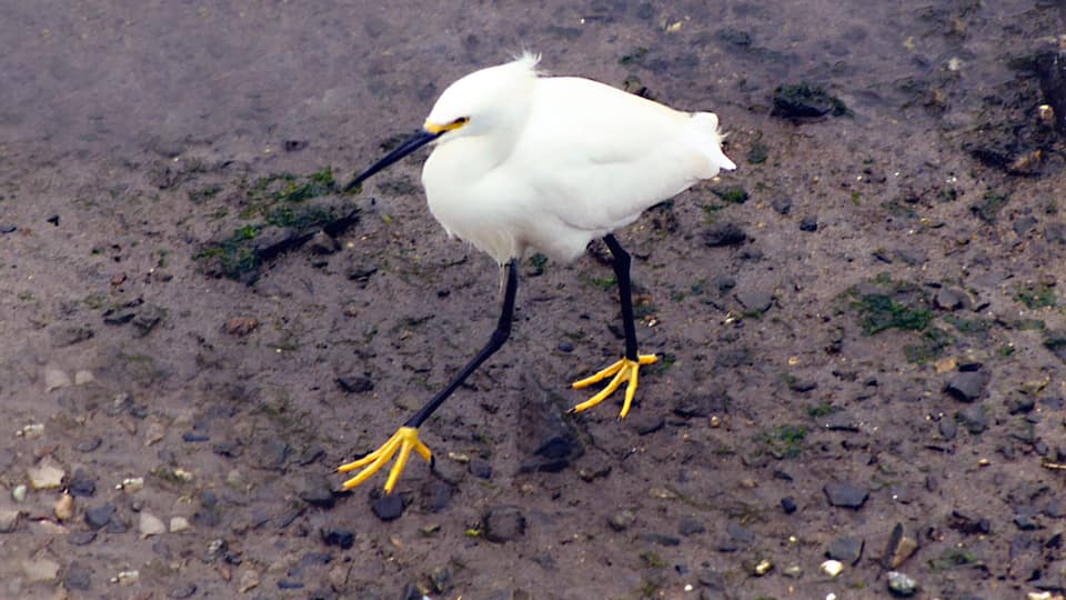 Snowy Egret has those fancy yellow feet and a small patch of yellow skin at the base of its bill. #OnTheRoad