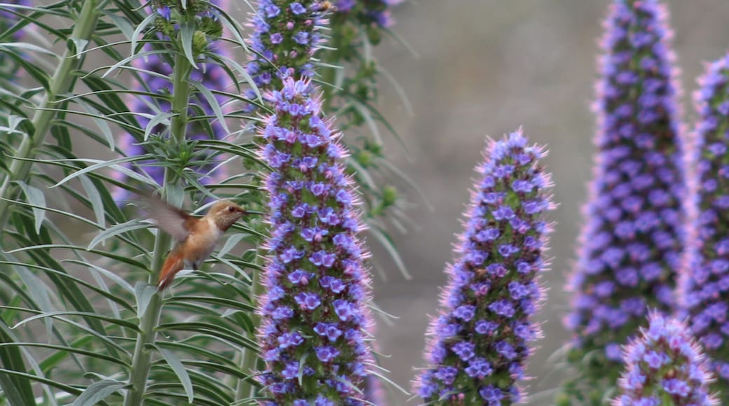 Garden behind Central Library that has a butterfly garden