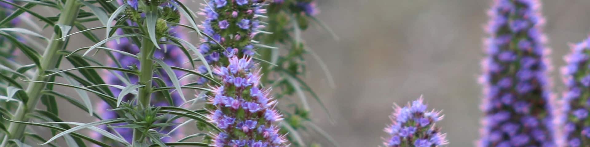 A hummingbird hovering near purple flowers.