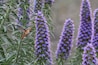 Un colibri vole en flottant près de fleurs violettes.
