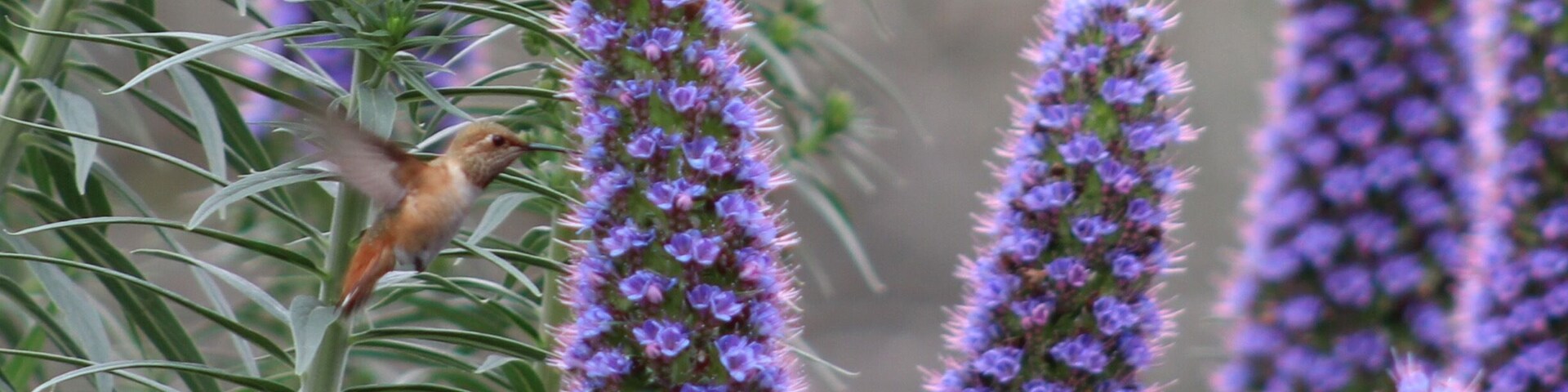 Garden behind Central Library that has a butterfly garden