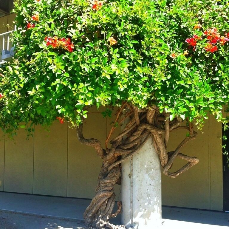 Nothing like seeing nature while at school! This beautiful little tree is by the math/science building at golden west college in Huntington Beach #treetrove