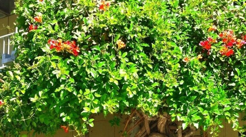 Nothing like seeing nature while at school! This beautiful little tree is by the math/science building at golden west college in Huntington Beach #treetrove