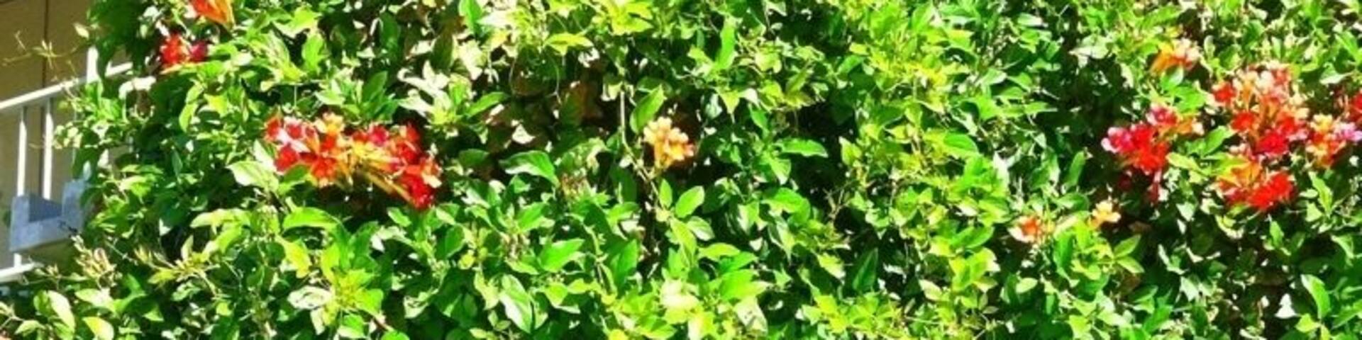 Nothing like seeing nature while at school! This beautiful little tree is by the math/science building at golden west college in Huntington Beach #treetrove