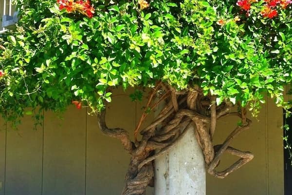Nothing like seeing nature while at school! This beautiful little tree is by the math/science building at golden west college in Huntington Beach #treetrove