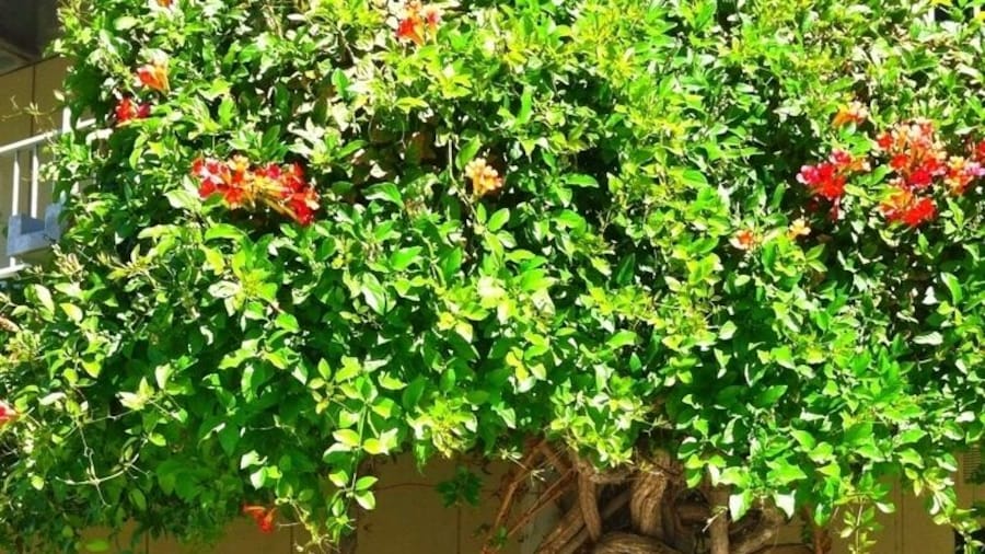 Nothing like seeing nature while at school! This beautiful little tree is by the math/science building at golden west college in Huntington Beach #treetrove